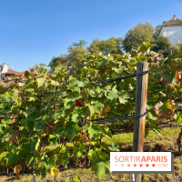 Visuels Paris - Clos Montmartre - Vignes