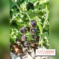 Le Potager du Roi de Versailles, Journées du Patrimoine 