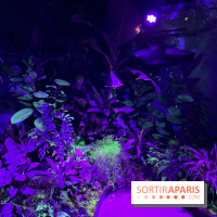 Forêt Bioluminescente - Serre Papillons