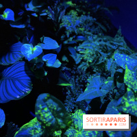 Forêt Bioluminescente - Serre Papillons