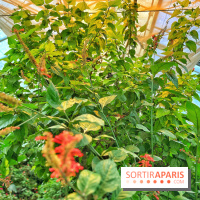 Serre Papillons - La Queue-lez-Yvelines