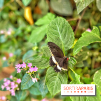 Serre Papillons - La Queue-lez-Yvelines