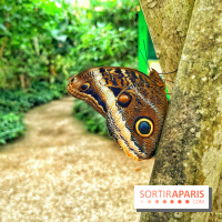 Serre Papillons - La Queue-lez-Yvelines