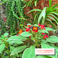 Serre Papillons - La Queue-lez-Yvelines