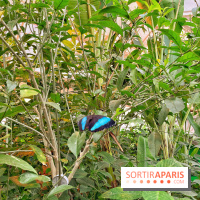Serre Papillons - La Queue-lez-Yvelines