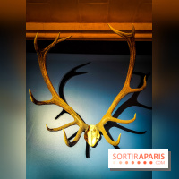 Le monde de Clovis, l'exposition dont vous êtes le héros au musée d'Archéologie nationale - photos