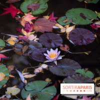 Les Jardins de la Maison Claude Monet à l'automne