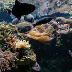 Dans le sillage des requins - Aquarium de la Porte Dorée - Paris 2010