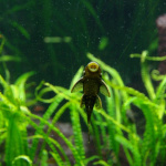 Dans le sillage des requins - Aquarium de la Porte Dorée - Paris 2010