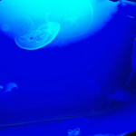 Dans le sillage des requins - Aquarium de la Porte Dorée - Paris 2010