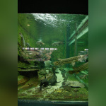 Dans le sillage des requins - Aquarium de la Porte Dorée - Paris 2010