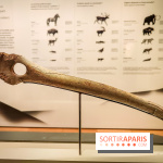 Arts et Préhistoire, l'exposition de peintures rupestres au Musée de l'Homme - nos photos