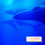 Musicanimale, l'exposition à la Philharmonie