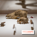 Picasso et la Préhistoire, les photos de l'exposition au Musée de l'Homme