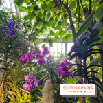 Orchidées - jardin des plantes