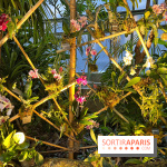 Orchidées - jardin des plantes