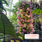 Orchidées - jardin des plantes