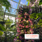 Orchidées - jardin des plantes