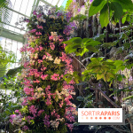 Orchidées - jardin des plantes