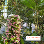 Orchidées - jardin des plantes