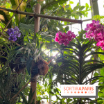Orchidées - jardin des plantes