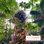 Orchidées - jardin des plantes