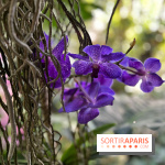 Orchidées - jardin des plantes