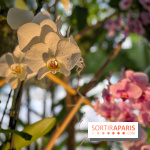 Orchidées - jardin des plantes