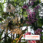 Orchidées - jardin des plantes