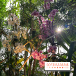 Orchidées - jardin des plantes