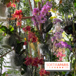 Orchidées - jardin des plantes
