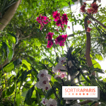 Orchidées - jardin des plantes