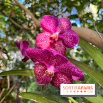 Orchidées - jardin des plantes