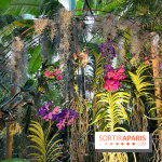 Orchidées - jardin des plantes