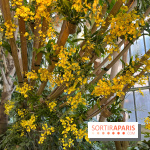 Orchidées - jardin des plantes