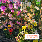 Orchidées - jardin des plantes