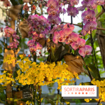 Orchidées - jardin des plantes