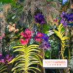Orchidées - jardin des plantes