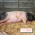 Salon de l'agriculture 2023 - 20230227155729 IMG 3931