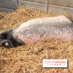 Salon de l'agriculture 2023 - 20230227160033 IMG 3932