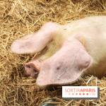 Salon de l'agriculture 2023 - (1)