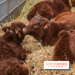 Salon de l'agriculture 2023