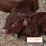 Salon de l'agriculture 2023 - 20230227154822 IMG 3916