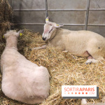 Salon de l'agriculture 2023