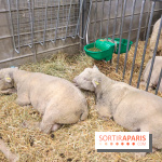Salon de l'agriculture 2023