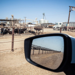 Trouble, l'exposition intriguante au Patronage Laïque Jules Vallès ! - VOGEL Franck video vache