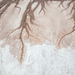 Trouble, l'exposition intriguante au Patronage Laïque Jules Vallès ! - VOGEL Franck video tree of life