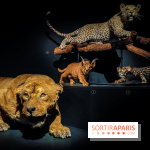 Félins, l'exposition qui nous fait craquer au Muséum national d'Histoire naturelle - photos