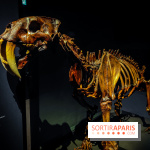 Félins, l'exposition qui nous fait craquer au Muséum national d'Histoire naturelle - photos