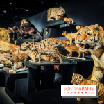 Félins, l'exposition qui nous fait craquer au Muséum national d'Histoire naturelle - photos - IMG20230321100418
